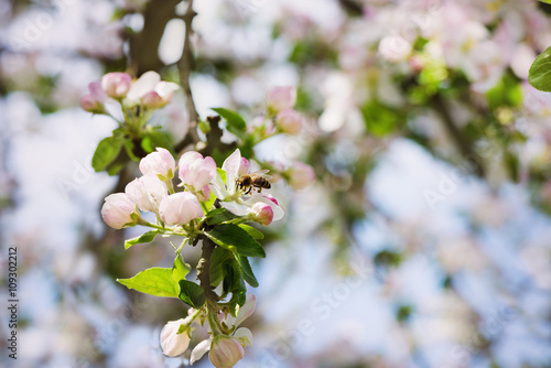 Spring Apple flowers blossom tree branch on Bokeh background. Bee collecting ...