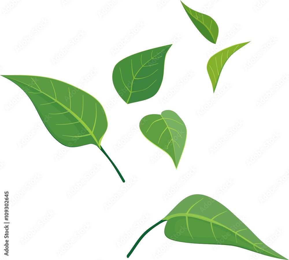 Fototapeta premium green leaves