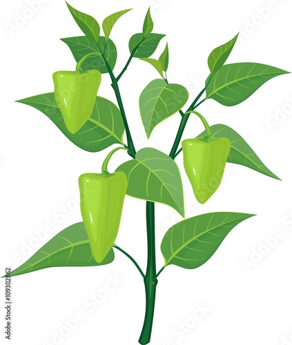 green pepper on plant