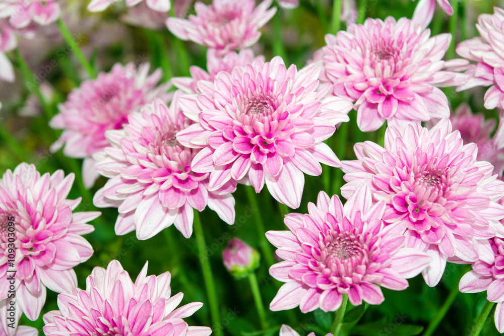 Close up Soft pink Chrysanthemum flowers nature Close up Soft pink Chrysanthemum flowers nature