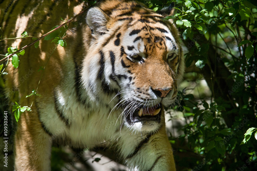 Fototapeta premium Portrait of Amur Tiger