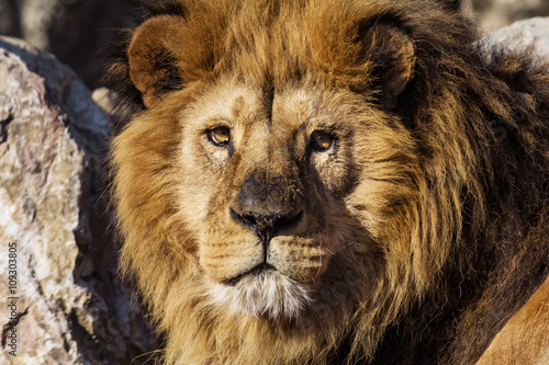 male Lion portrait on savanna safari