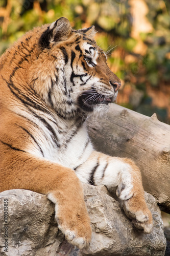 Portrait of Amur Tiger