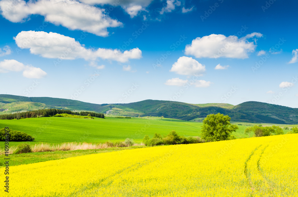 Yellow oilseed rape field under the blue sky with sun Yellow oilseed rape field under the blue sky with sun