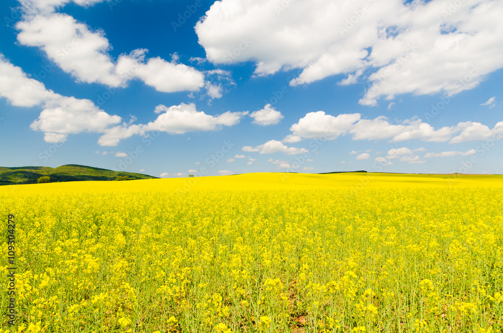 Yellow oilseed rape field under the blue sky with sun