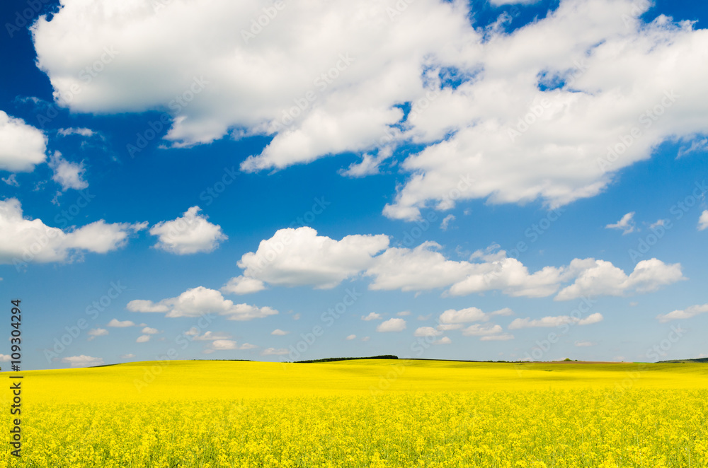 Yellow oilseed rape field under the blue sky with sun Yellow oilseed rape field under the blue sky with sun