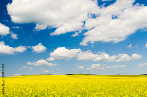 Yellow oilseed rape field under the blue sky with sun