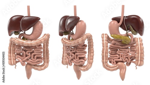 Fotografia 3d renderings of digestive system