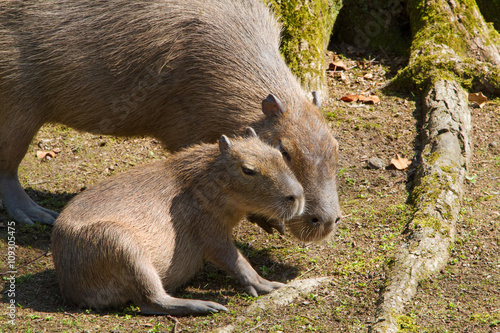 Wallpaper Mural portrait Capybara in nature Torontodigital.ca