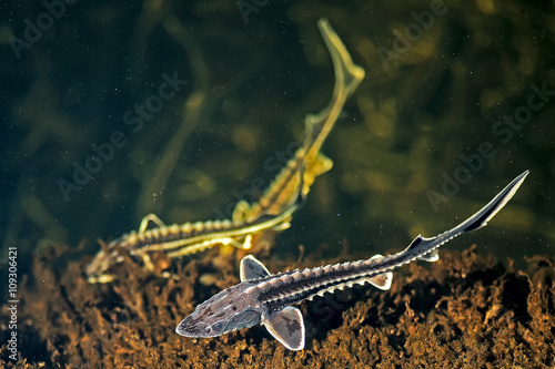 Three young Russian sturgeon in the Volga River wildlife.