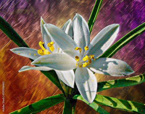 Star Lily illustration in a painted style photo