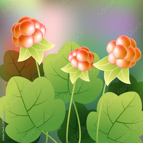 Cloudberry, rubus chamaemorus or bakeapple, knoutberry, salmonberry, averin. Vector