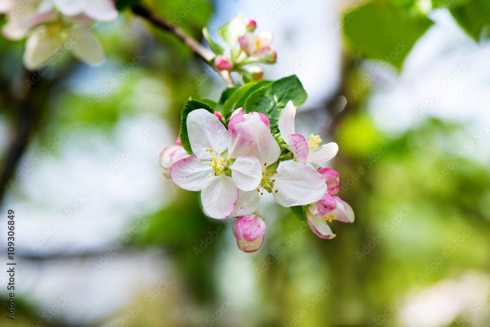 Fototapeta premium Spring Cherry flowers blossom tree branch