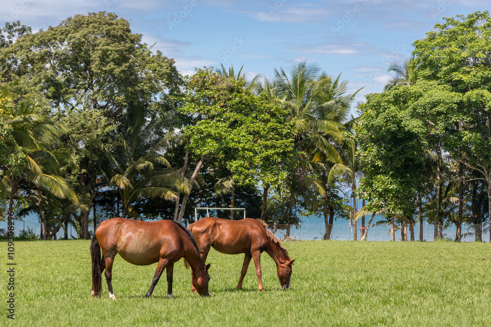 Horses close to the beach in northern Costa Rica. Costa Rica Horses close to the beach in northern Costa Rica. Costa Rica