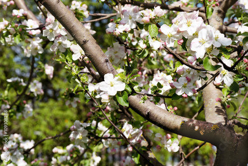 Spring Cherry flowers blossom. Spring beautiful background with flowers and b...