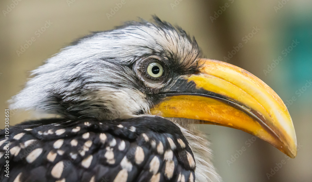 Close-up view of an Eastern yellow-billed hornbill (Tockus flavirostris) Close-up view of an Eastern yellow-billed hornbill (Tockus flavirostris)