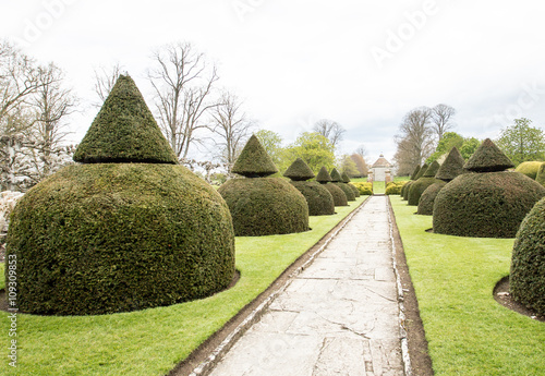 Box tree topiary