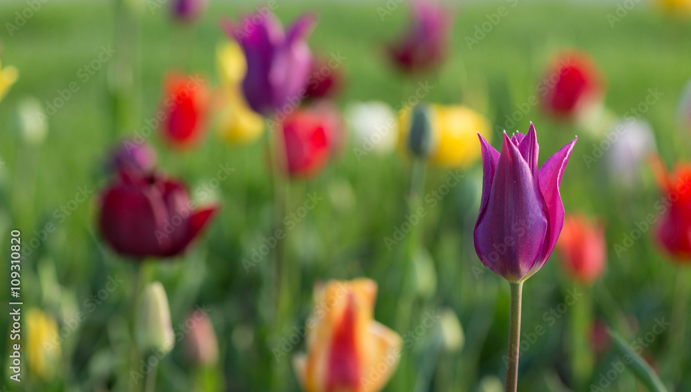 Fototapeta premium Colorful tulips in spring