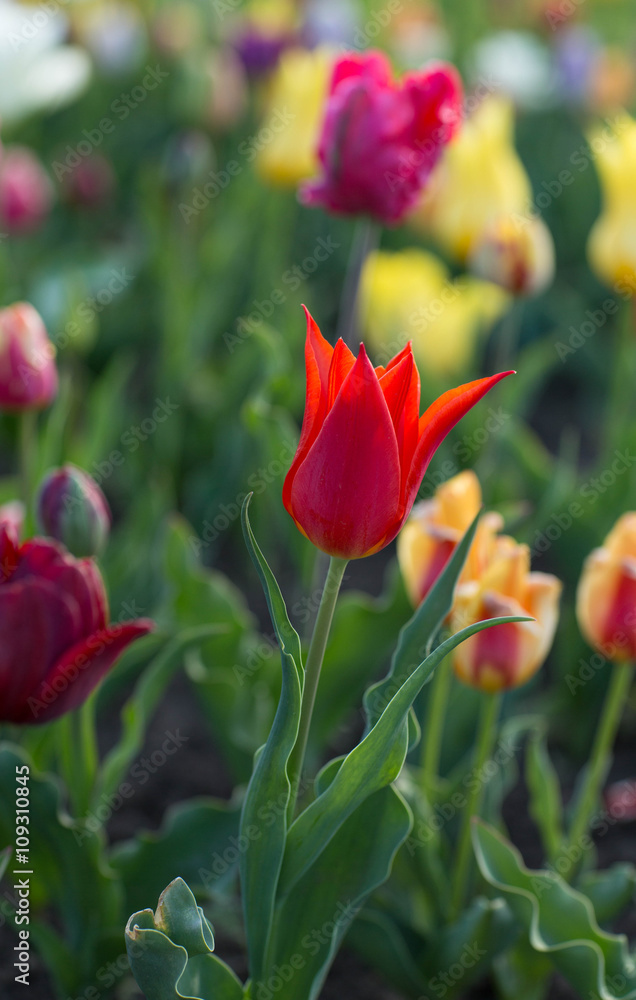 Fototapeta premium Fresh colorful tulips in warm sunlight