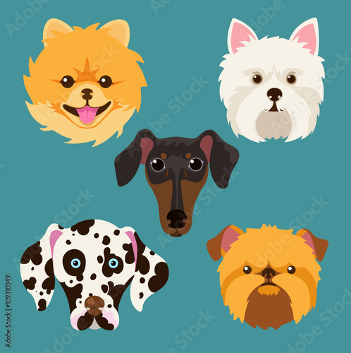 muzzle different breeds of dogs