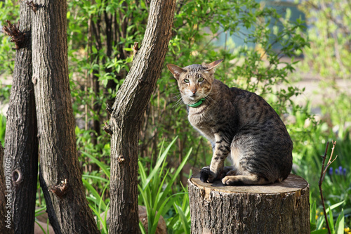 Tablou pe pânză Oriental striped cat. Portrait in nature