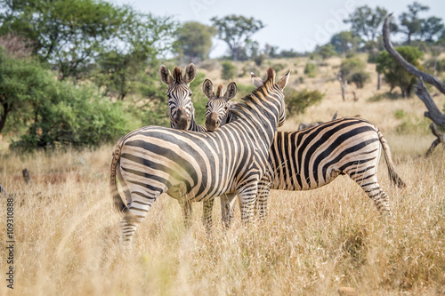 Bonding Zebras in the Kruger National Park.