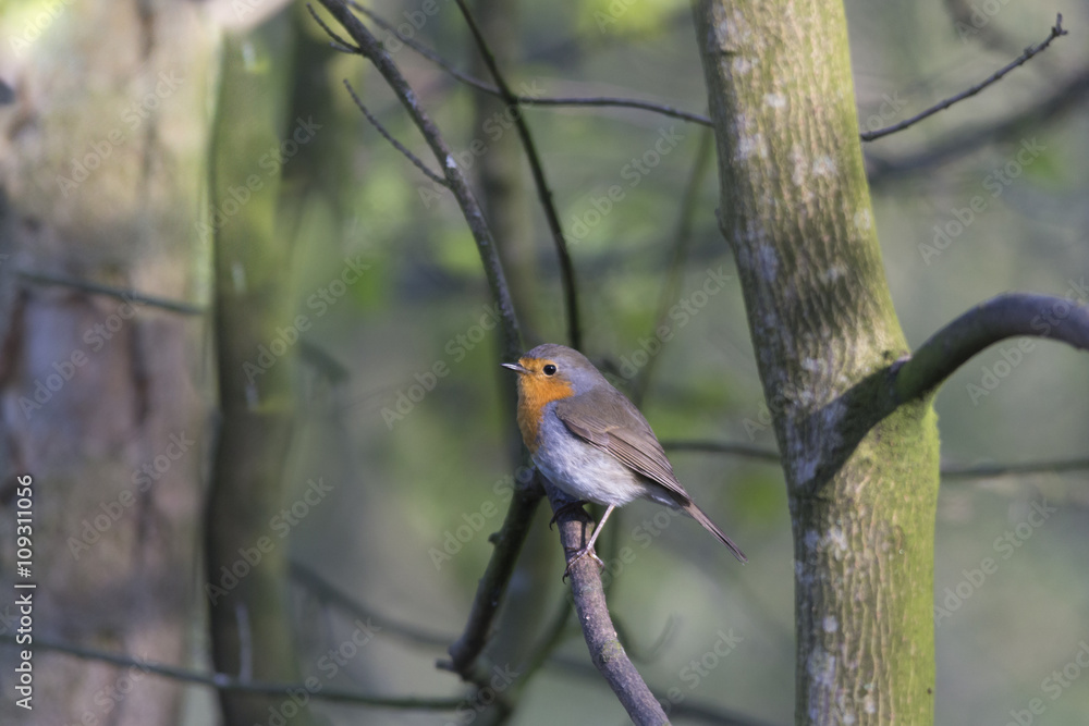 Fototapeta premium Rotkehlchen