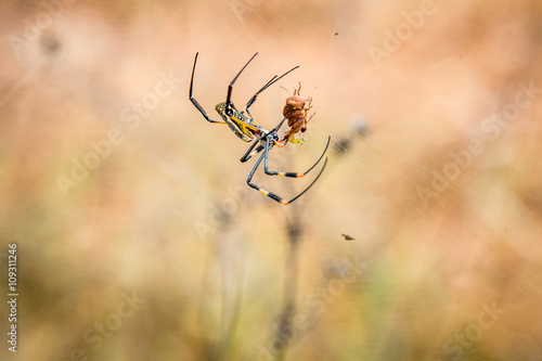 Female Golden-orb spider in a web with her prey in the Selati Game Reserve.