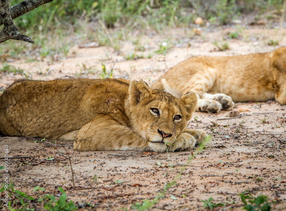 Obraz premium Laying Lion cub in the Kapama Game Reserve.
