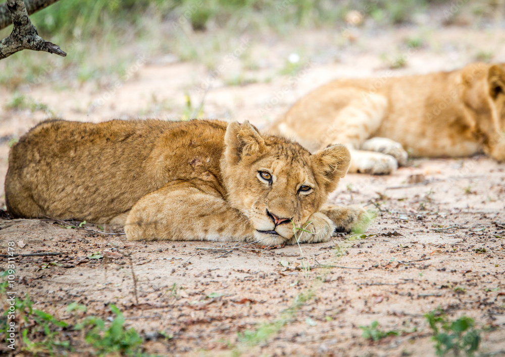Obraz premium Laying Lion cub in the Kapama Game Reserve.