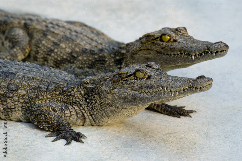 two young crocodiles on the white floor two young crocodiles on the white floor
