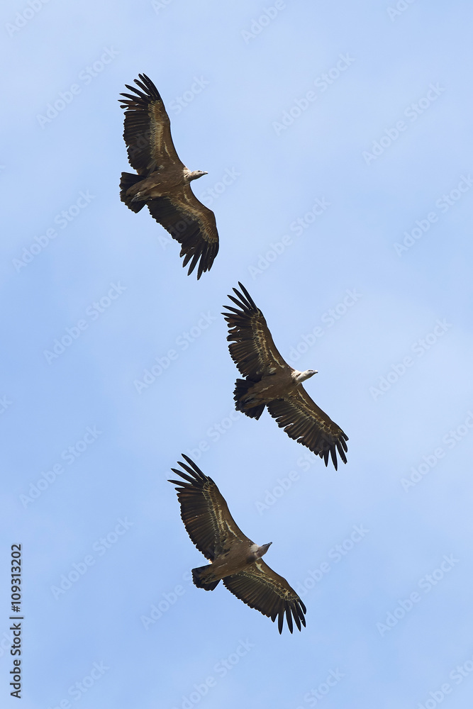 Obraz premium Griffon vulture (Gyps fulvus)