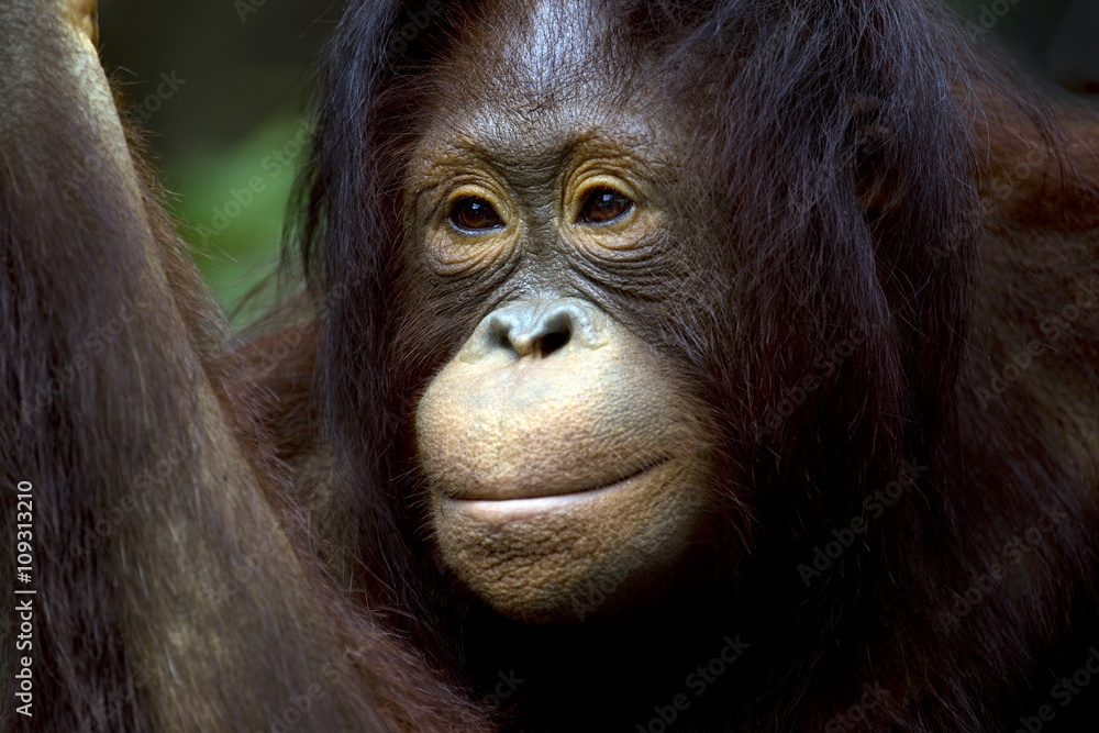 Naklejka premium Portrait of orangutan in the wild.
