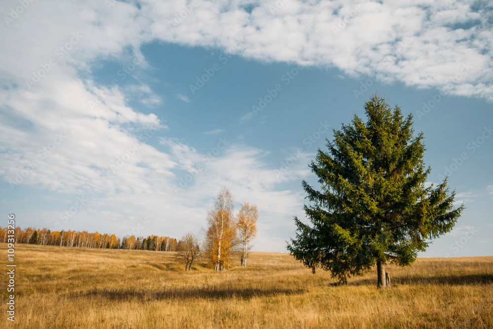 Fototapeta premium Autumn landscape