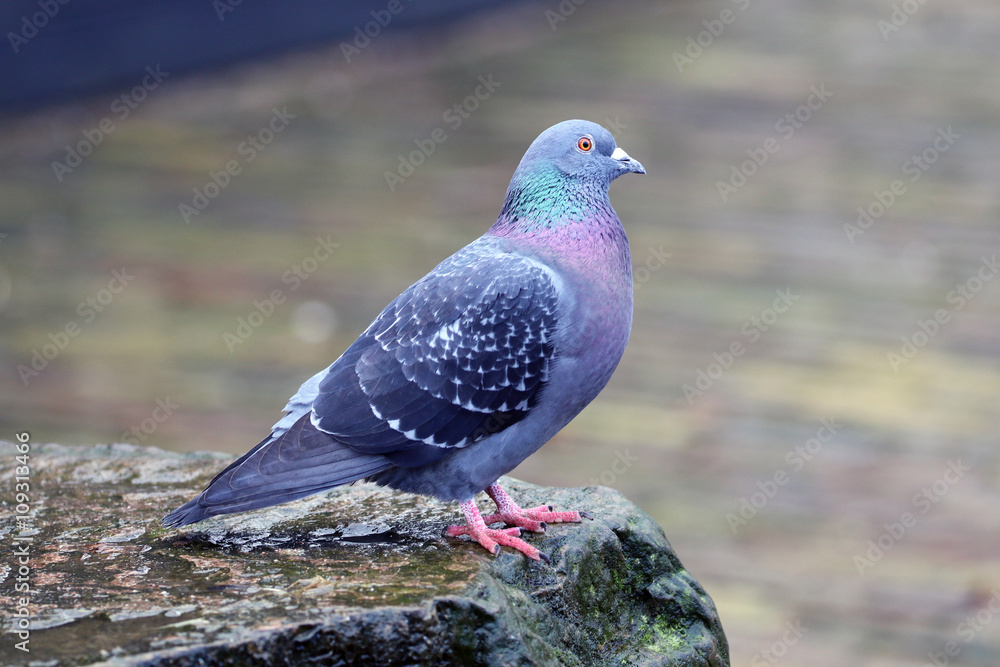 Cute pigeon bird