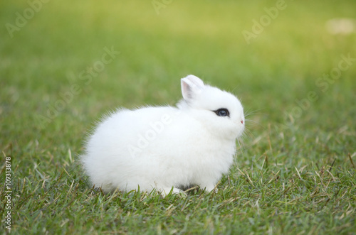 rabbit photo