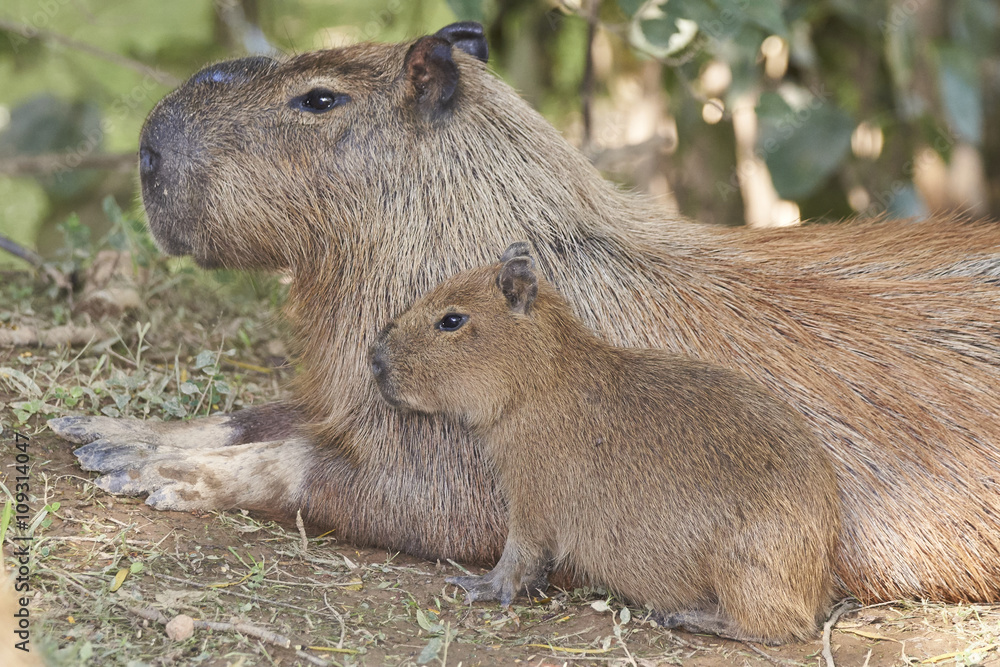 Capybara - Wasserschwein, Mutter und Kind Capybara - Wasserschwein, Mutter und Kind