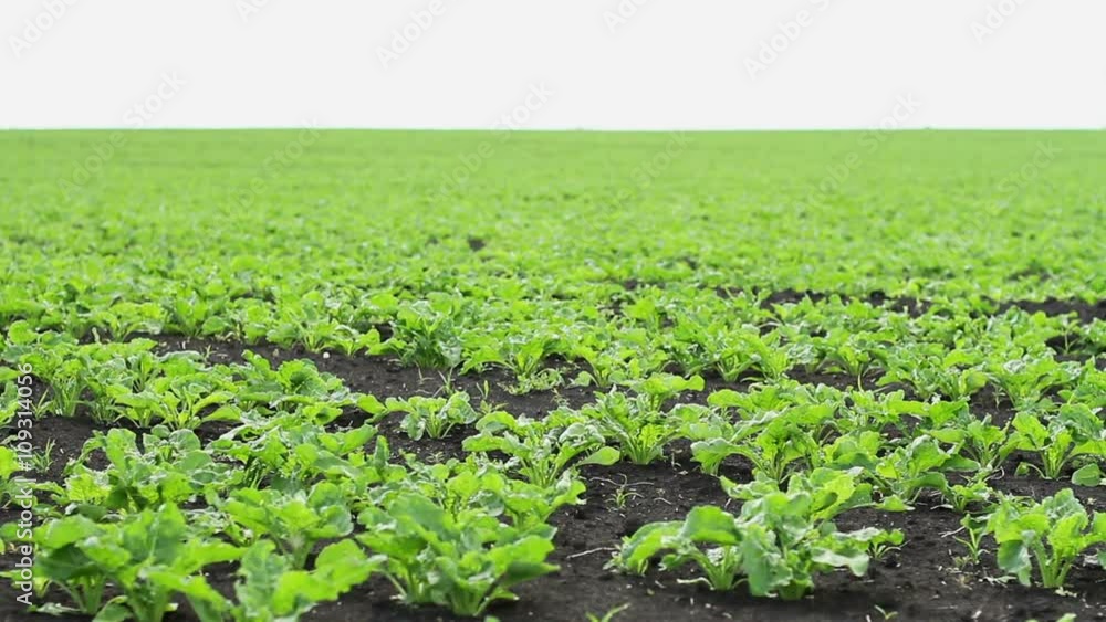 The cultivation of sugar beet. Field of young green sprouts of sugar beet. The cultivation of sugar beet. Field of young green sprouts of sugar beet.