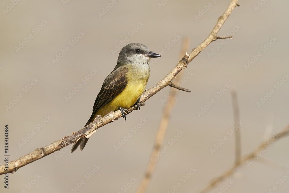 Fototapeta premium Schwefeltyrann