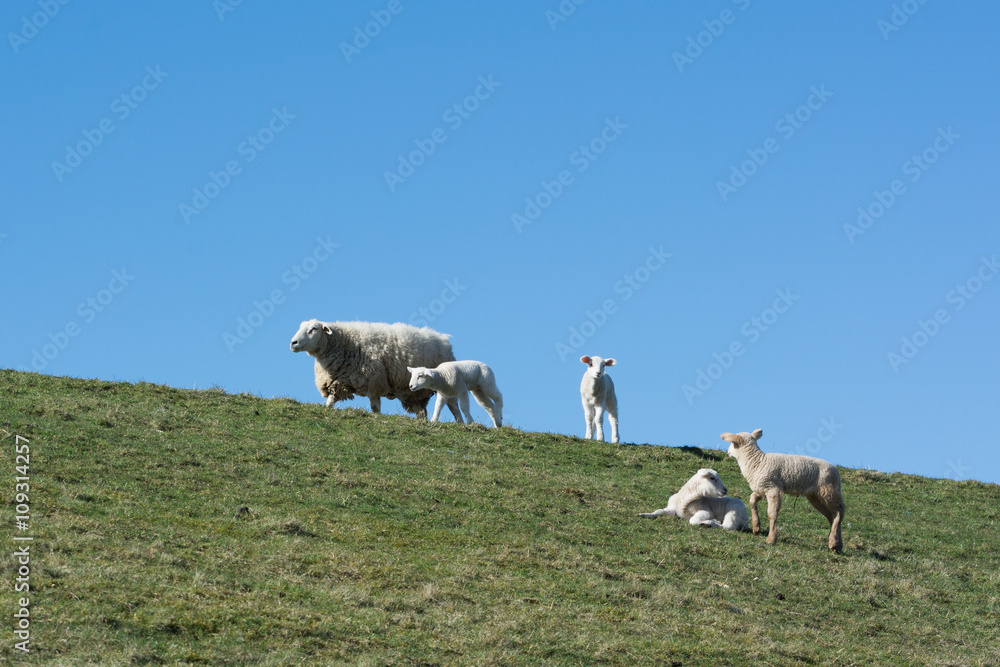 Obraz premium Mother sheep and lambs
