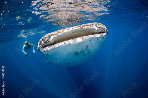 Woman swimming side by side with a huge whale shark in the clear blue ocean.