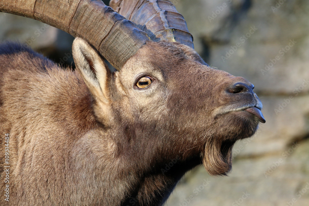 Obraz premium Alpine ibex