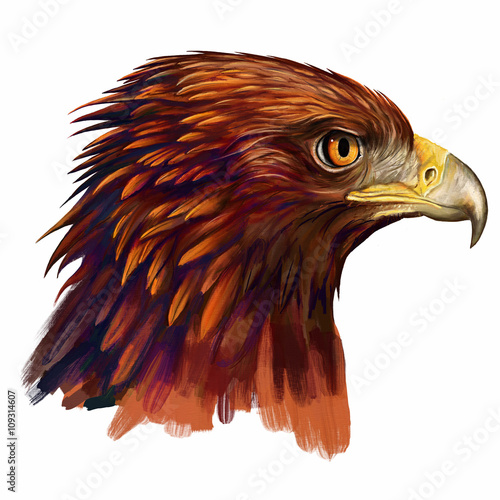  eagle head / eagle head digital painting 