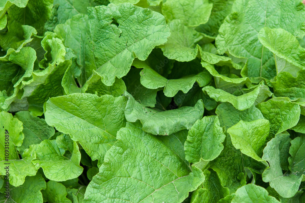 Green leaves for background Green leaves for background