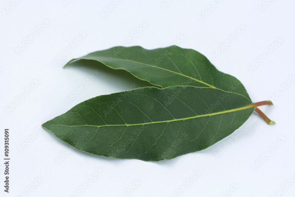 Obraz premium laurier 29042016