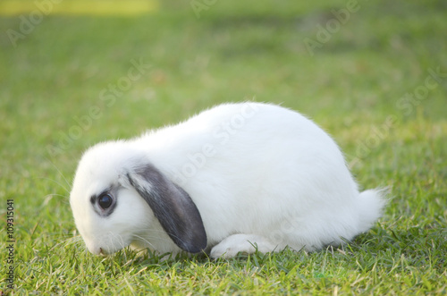 rabbit photo