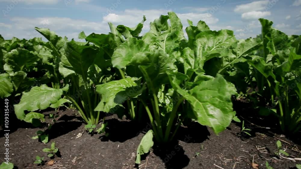 The cultivation of sugar beet. Field of ripening sugar beet. The cultivation of sugar beet. Field of ripening sugar beet.