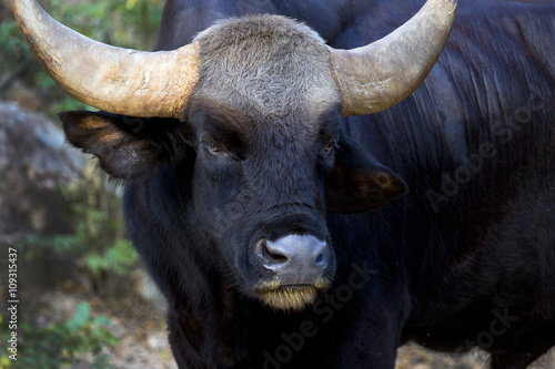 the bull