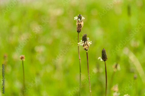 Plantago Lanceolata