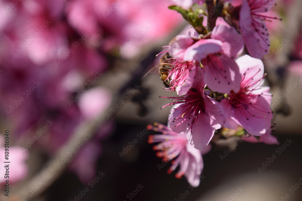 Pollination of flowers by bees peach. White pear flowers is a source of nectar for bees. Pollination of fruit trees.